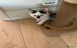 Domestic Shorthair cats for sale: Beautiful dotty kitten  - Image 5
