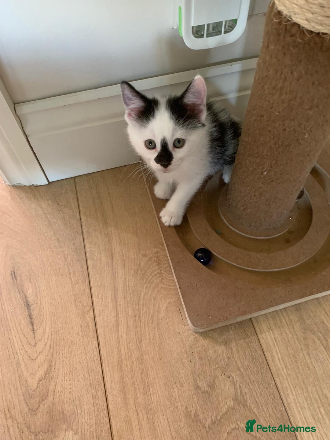 Domestic Shorthair cats for sale: Beautiful dotty kitten  - Image 5