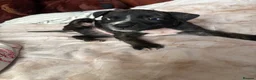 Mixed Breed dogs for sale: Presa Canario × Staffordshire Bull Terrier Puppies in Wrexham - Advert 29