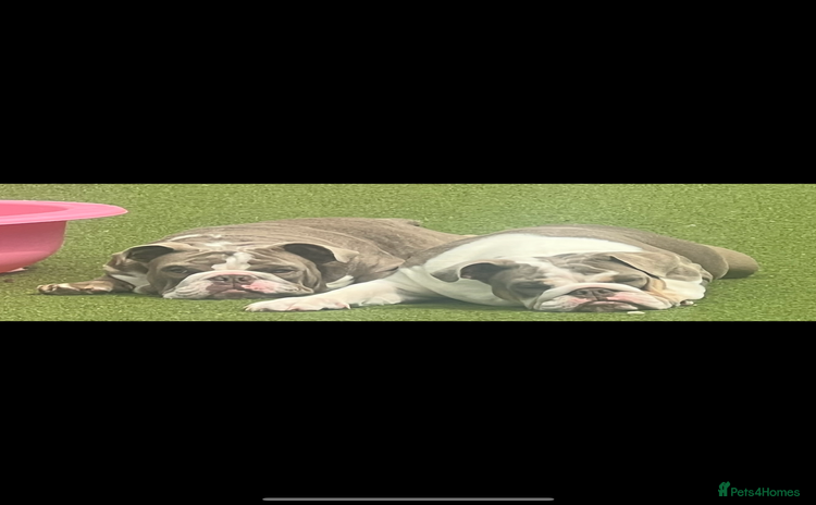 English Bulldog dogs - Advert 2