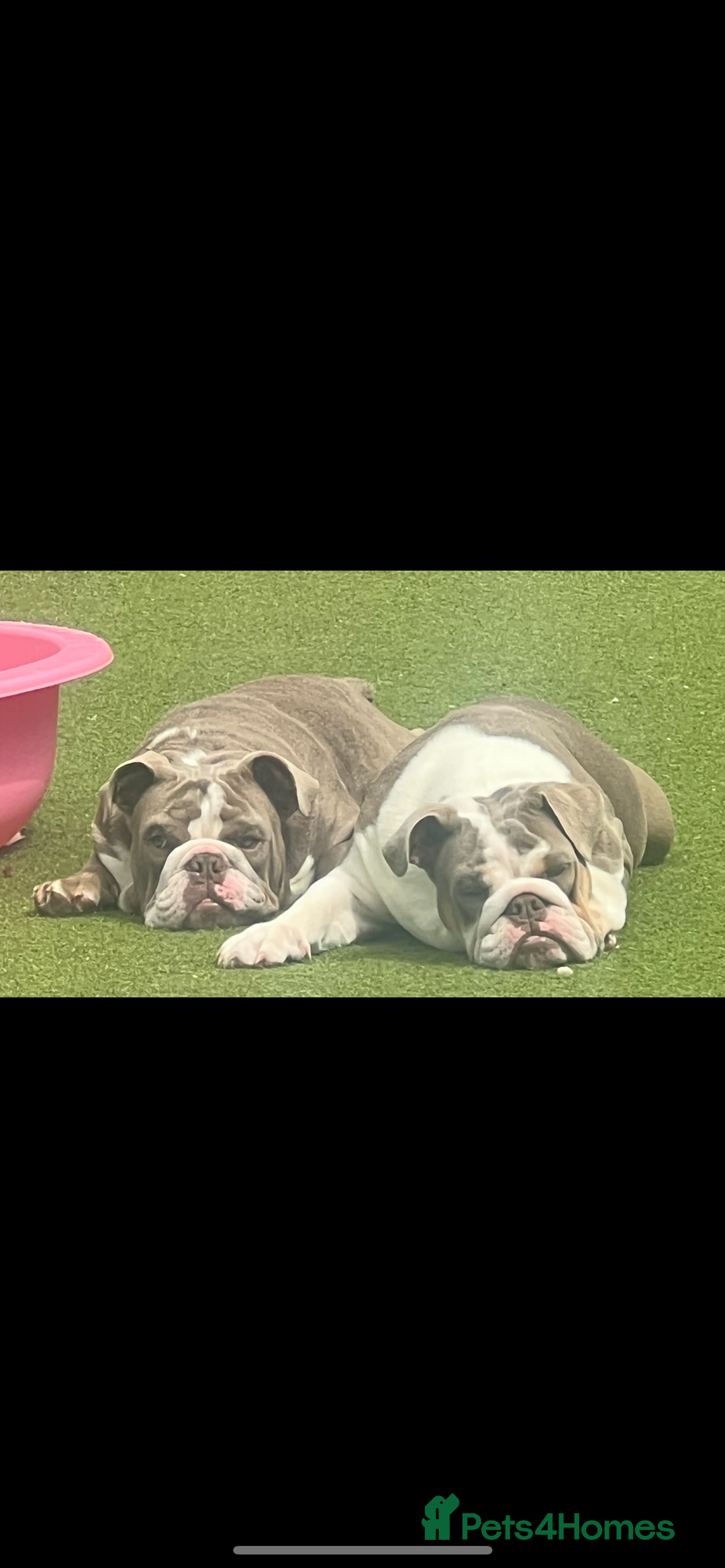 English Bulldog dogs for sale: British bulldogs one male one female  - Image 1