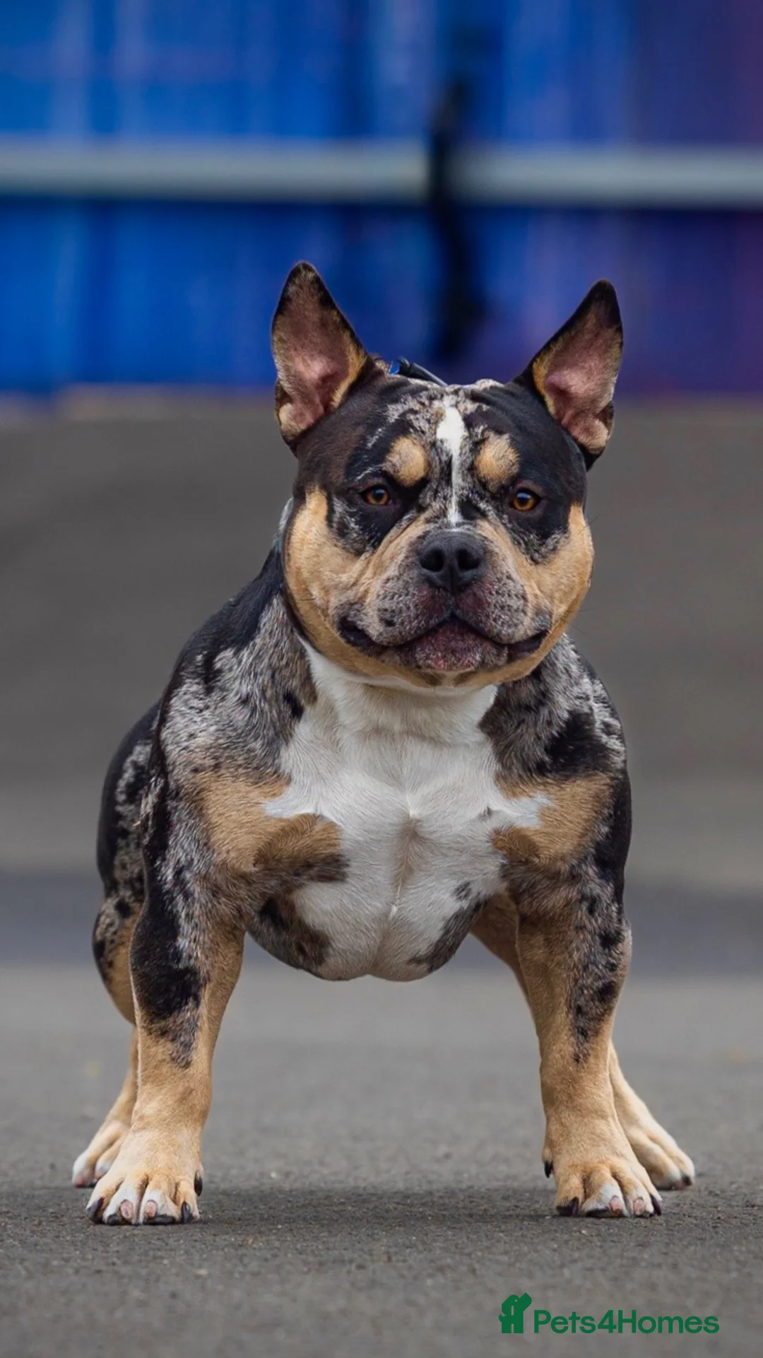 American Bully dogs for sale: 2years old  - Advert 3