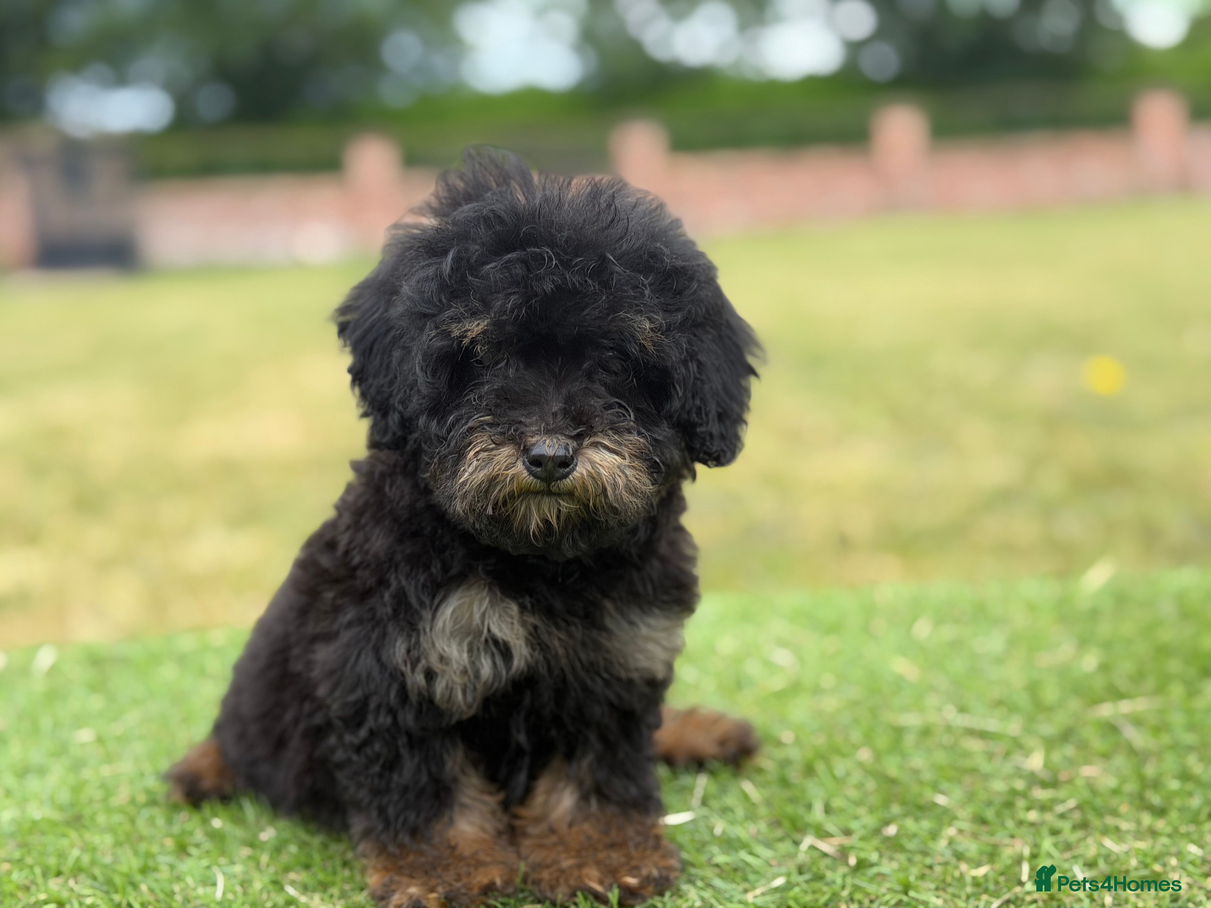 Toy Poodle dogs Beautiful toy poodle puppies  - Advert 2