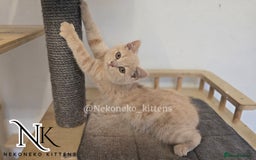 British Shorthair cats for sale: ❗️❗️2 LEFT❗️❗️CHUNKY ADORABLE FLUFF BALLS in Ilkeston - Image 24