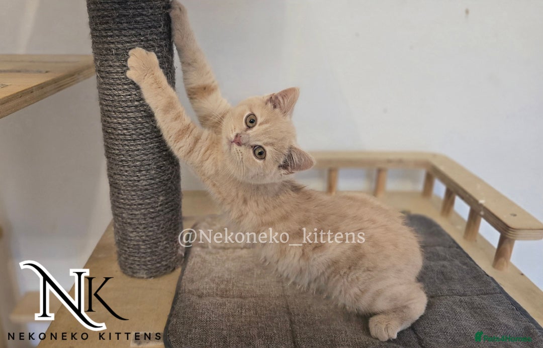 British Shorthair cats for sale: ❗️❗️2 LEFT❗️❗️CHUNKY ADORABLE FLUFF BALLS in Ilkeston - Image 24