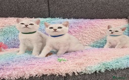 British Shorthair cats for sale: British Shorthair Silver Chinchilla  - Image 10