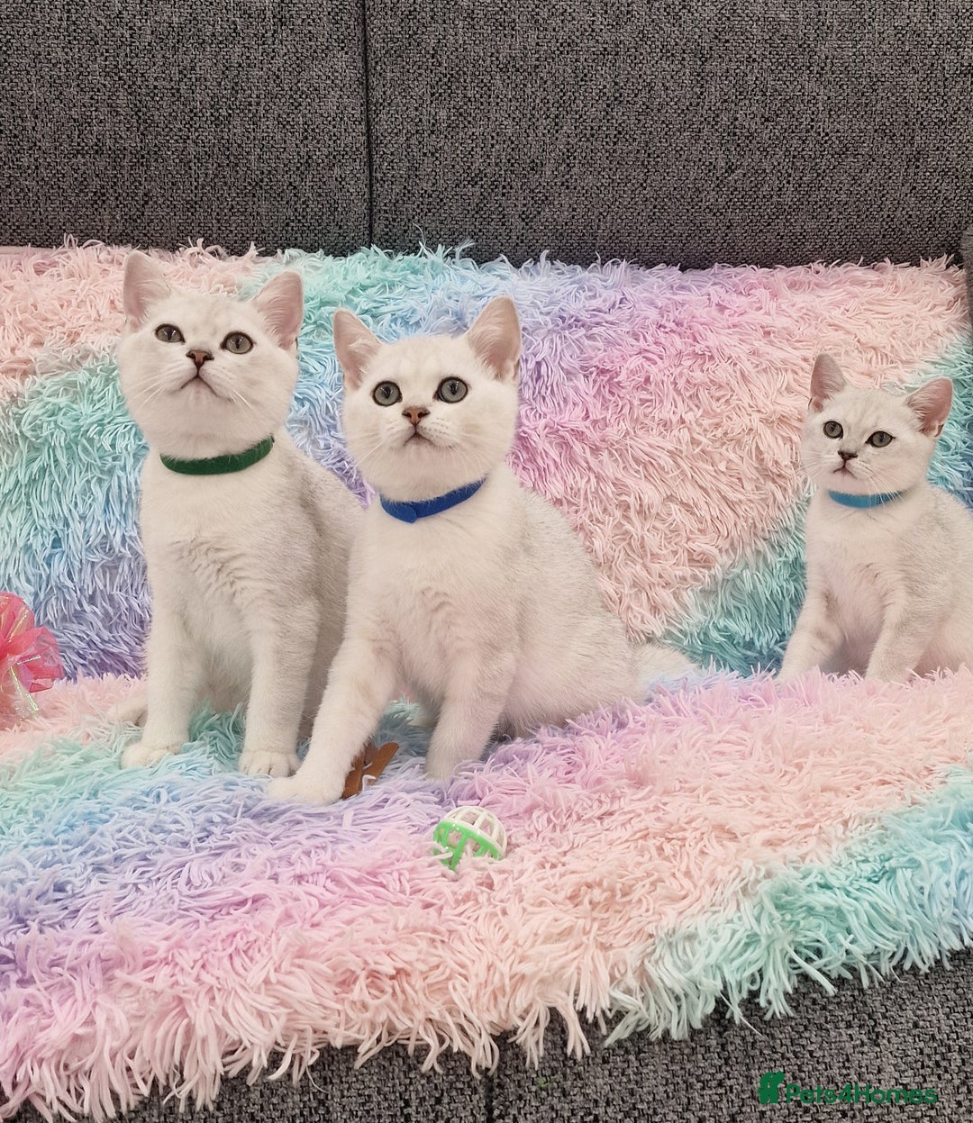 British Shorthair cats for sale: British Shorthair Silver Chinchilla  - Image 10