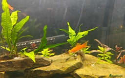 Swordtails fish for sale: Swordtails orange lyretail,kohak,tri colour  - Image 4
