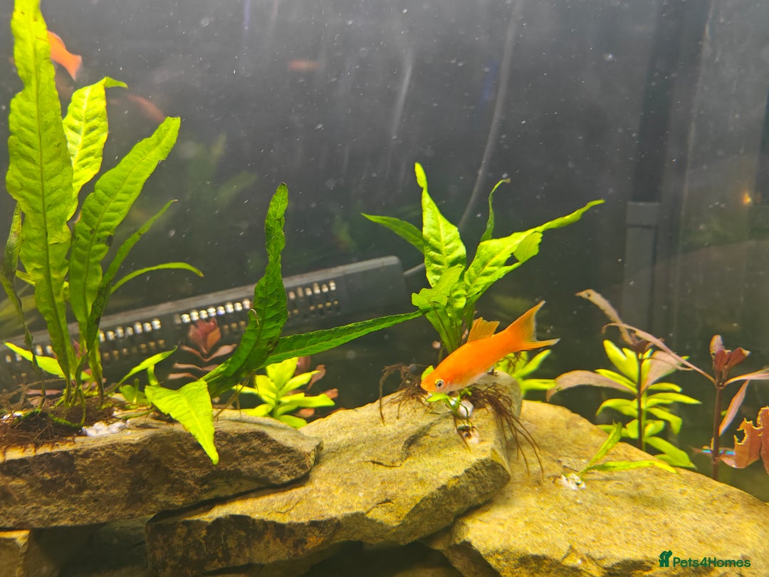 Swordtails fish for sale: Swordtails orange lyretail,kohak,tri colour  - Image 4