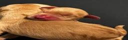 Cockerdor dogs for sale: 🌟 Health Tested Cockerdor Puppies 🌟  - Advert 7