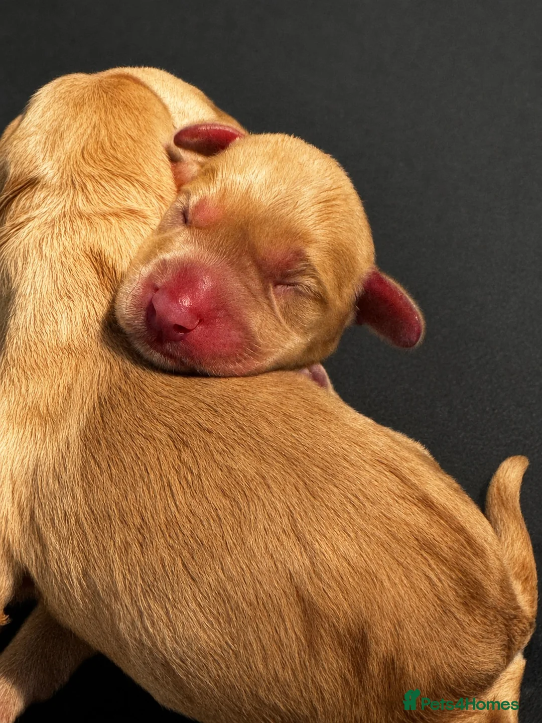 Cockerdor dogs for sale: 🌟 Health Tested Cockerdor Puppies 🌟  - Advert 7