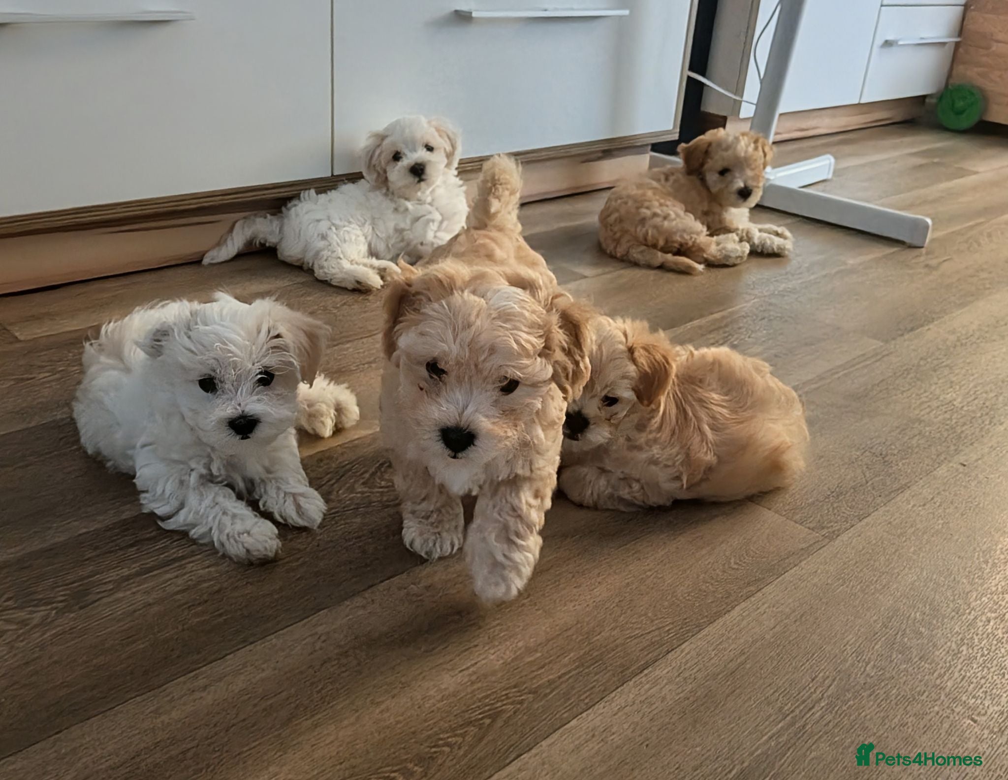 Maltipoo dogs Tiny Maltipoo F2😍 - Advert 6