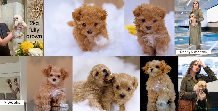 Maltipoo dogs - Advert 5