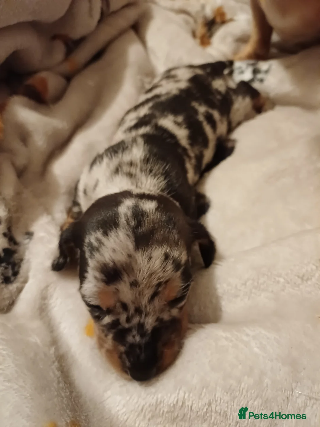 Dachshund dogs for sale: For sale miniature dachshund puppies  - Advert 6