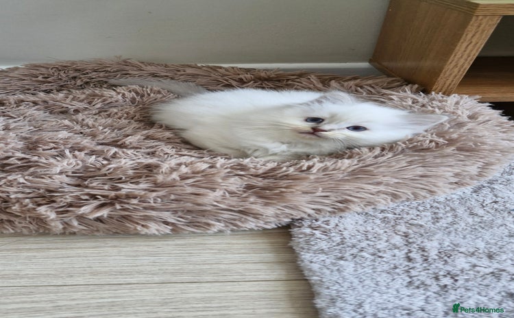 Ragdoll cats 🐾Last two Ragdolls.Ready 22nd December 🐾 - Advert 16