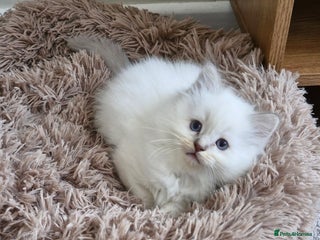 Ragdoll cats 🐾Last two Ragdolls.Ready 22nd December 🐾 - Advert 2