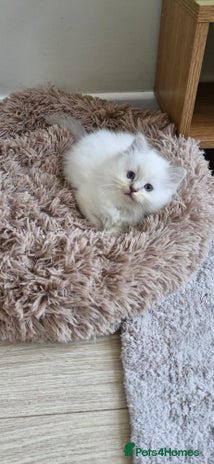 Ragdoll cats 🐾Last two Ragdolls.Ready 22nd December 🐾 - Advert 16