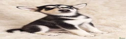 Siberian Husky dogs for sale: Stunning puppies ready to leave  - Advert 15