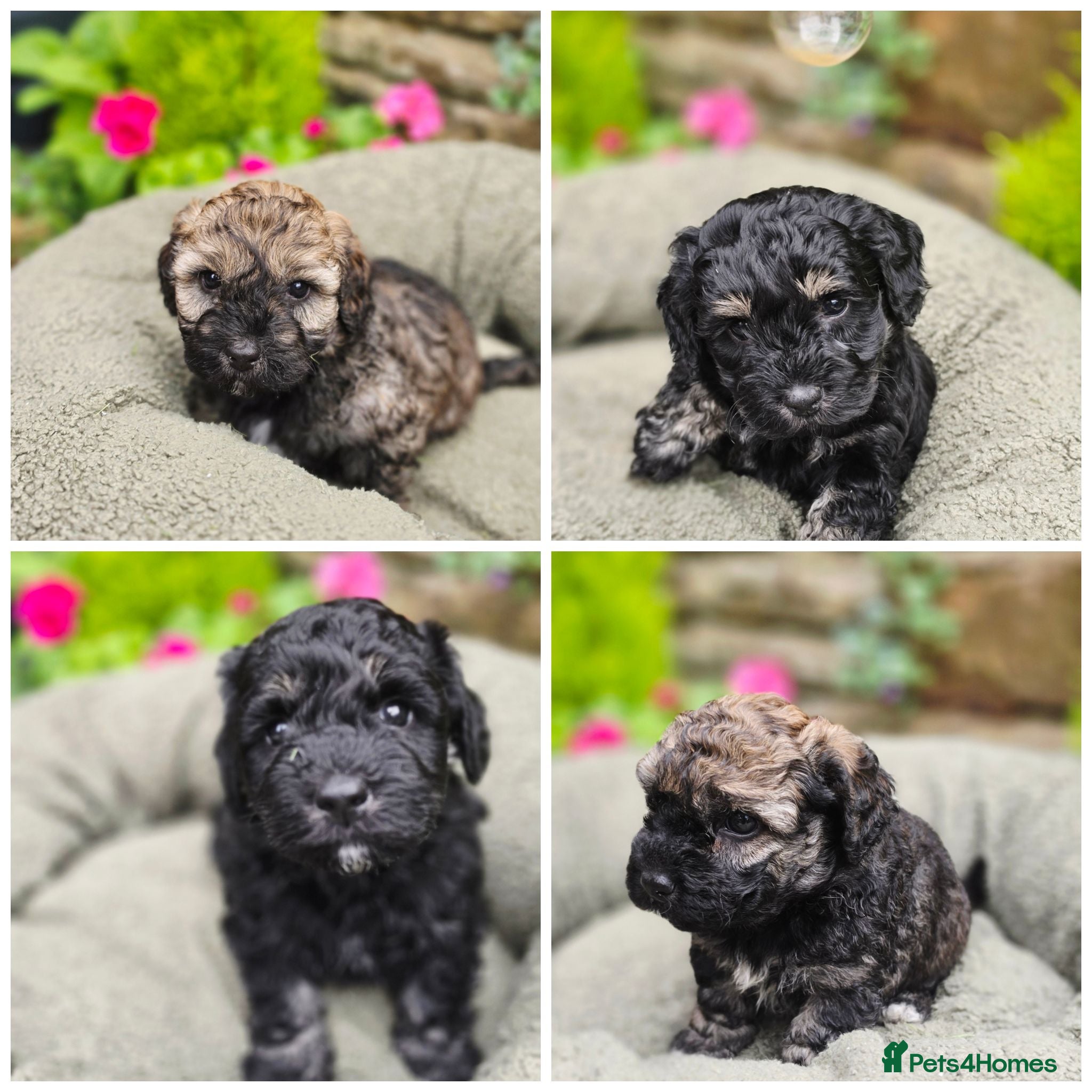 Mixed Breed dogs Lacasapoo Puppies – Ready to leave 5th July - Advert 2
