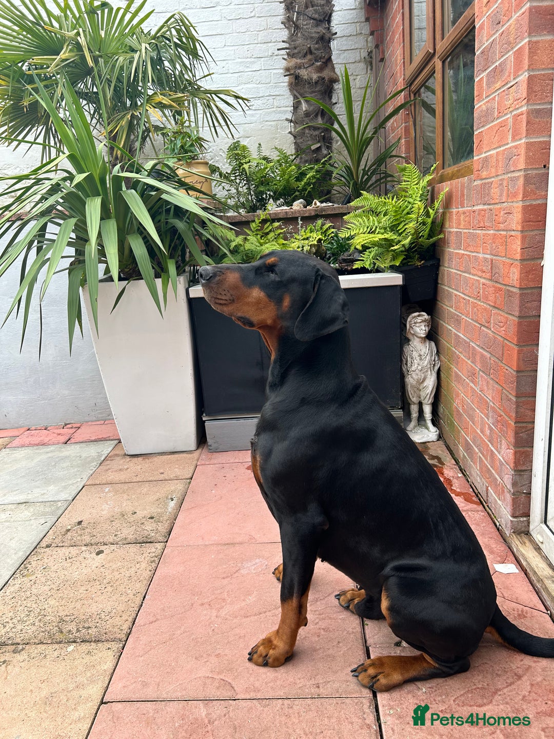 Dobermann dogs for stud: Doberman stud  - Image 4