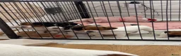 Jack Russell dogs for sale: Jackrussells terriers for sale  - Advert 2