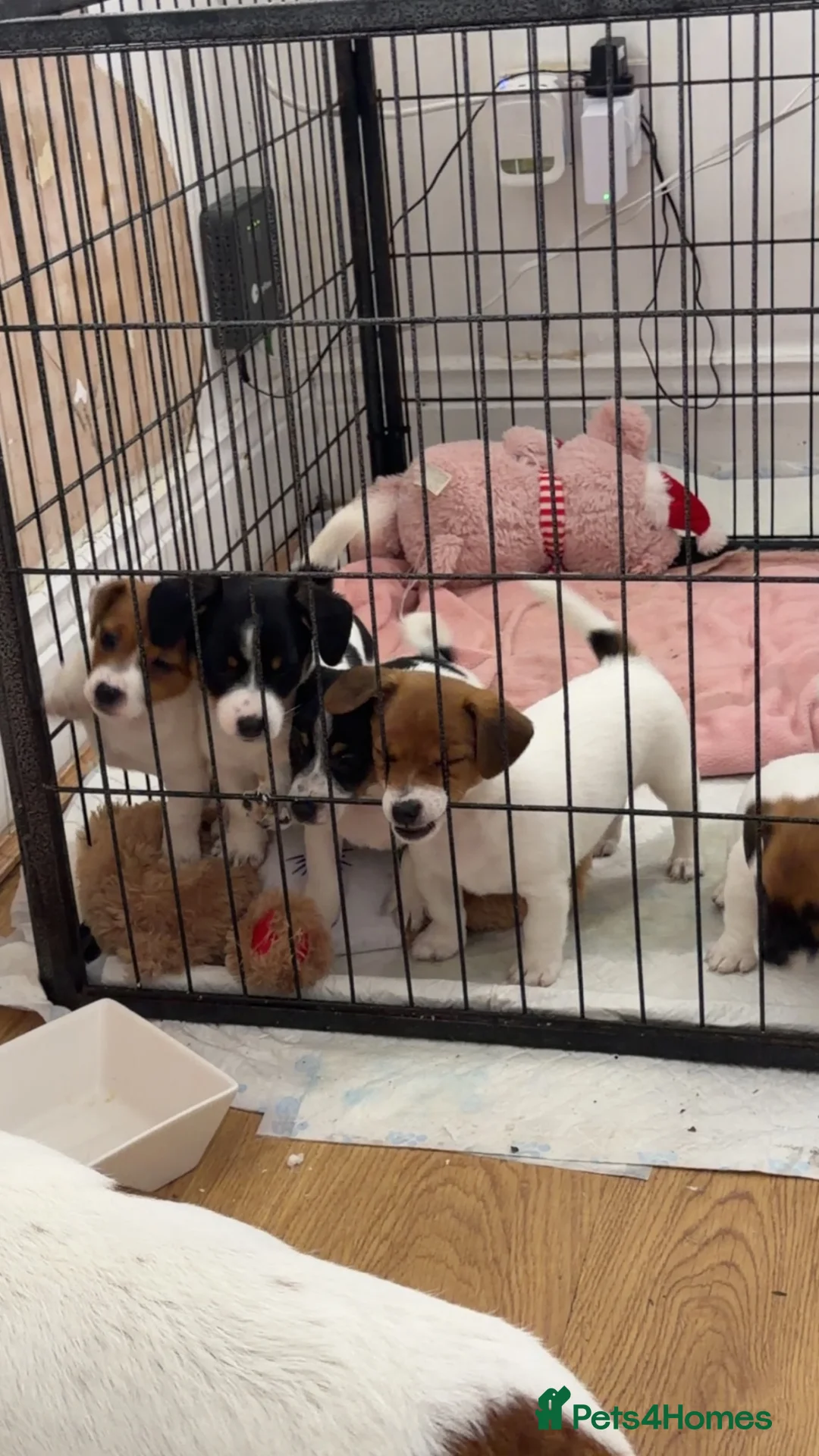Jack Russell dogs for sale: Jackrussells terriers for sale  - Advert 2