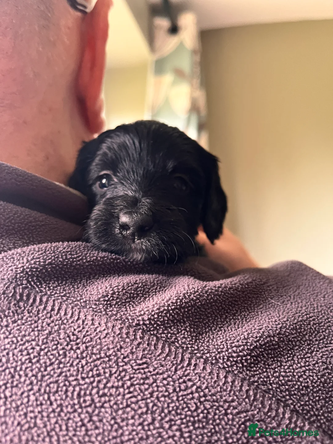 Mixed Breed dogs for sale: Stunning black Australian labradoodle pups - Advert 16