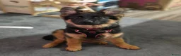 German Shepherd dogs for sale: Gorgeous KC Registered Male German Shepherd - Advert 6
