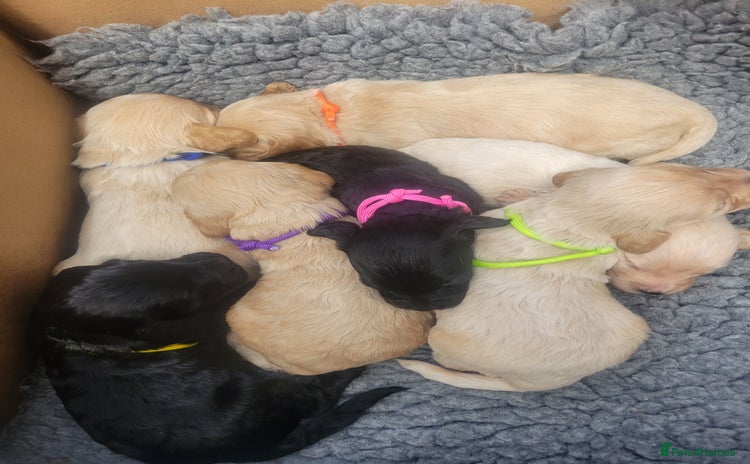 Cockapoo dogs for sale - Advert 1
