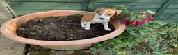 Italian Greyhound dogs for sale: Royal kennel club registered  - Advert 37