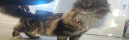 Maine Coon cats for sale: Maine Coon  - Advert 14