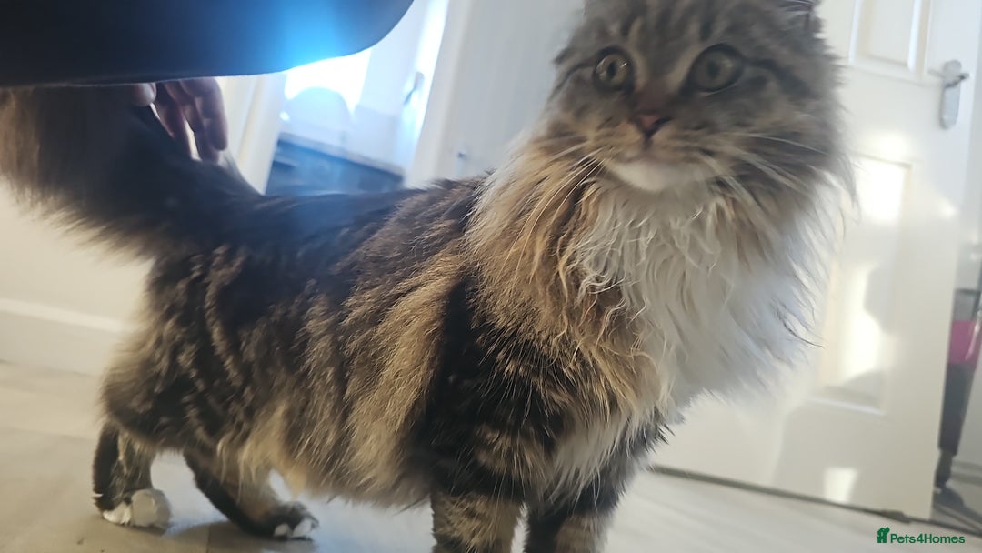 Maine Coon cats for sale: Maine Coon  - Advert 14