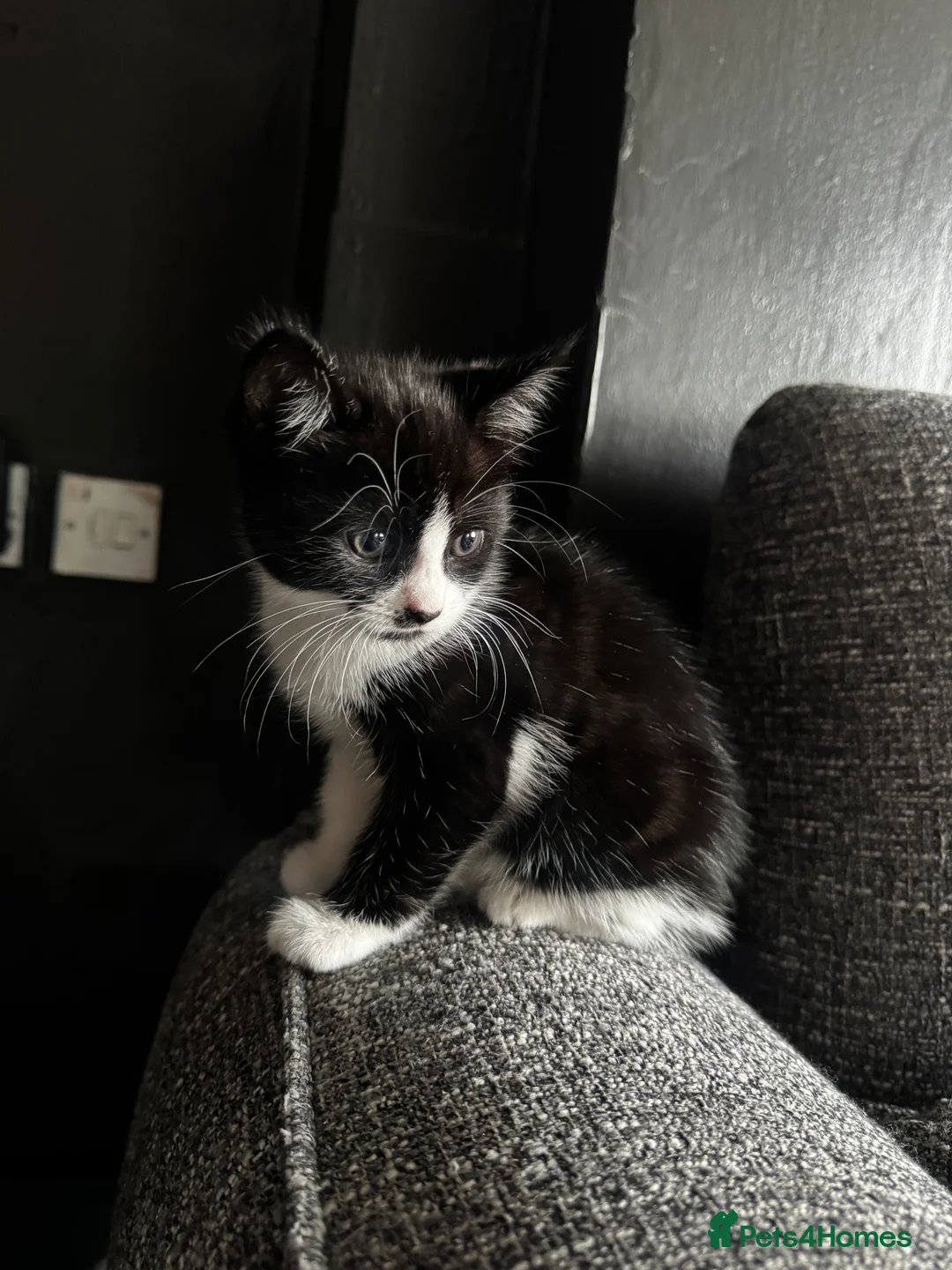 Mixed Breed cats for sale: black and white kittens.  in Tamworth - Advert 2