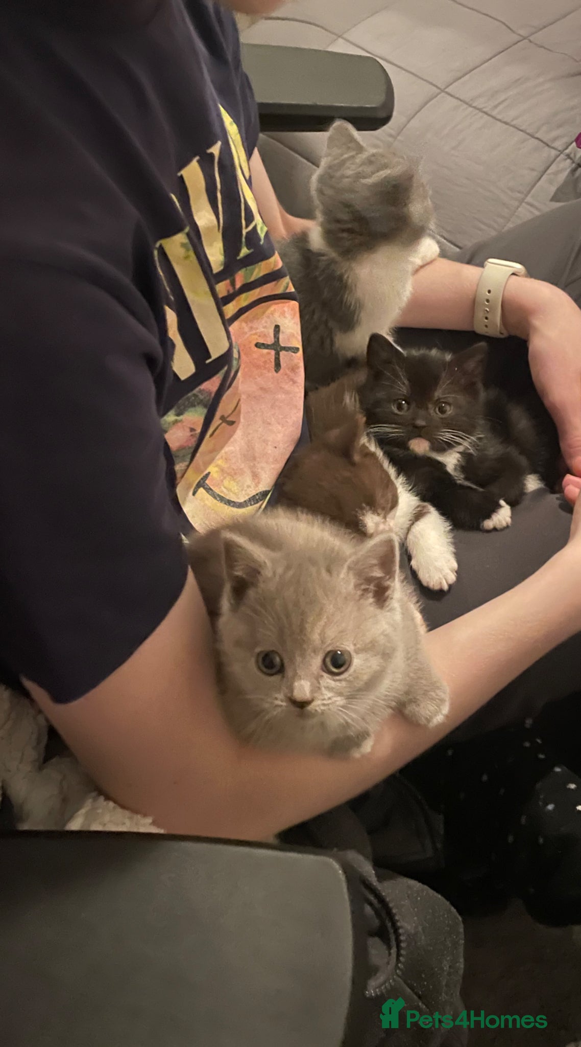 British Shorthair cats Just one girl left £1000 lilac colour point - Advert 16
