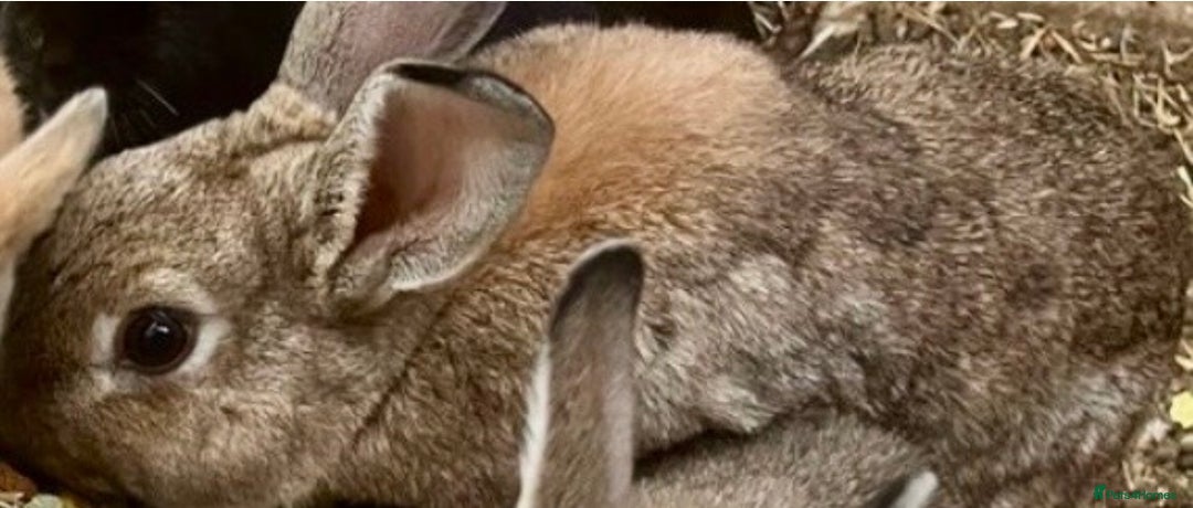 Mini Lop rabbits for sale: 3 rabbits  - Image 5