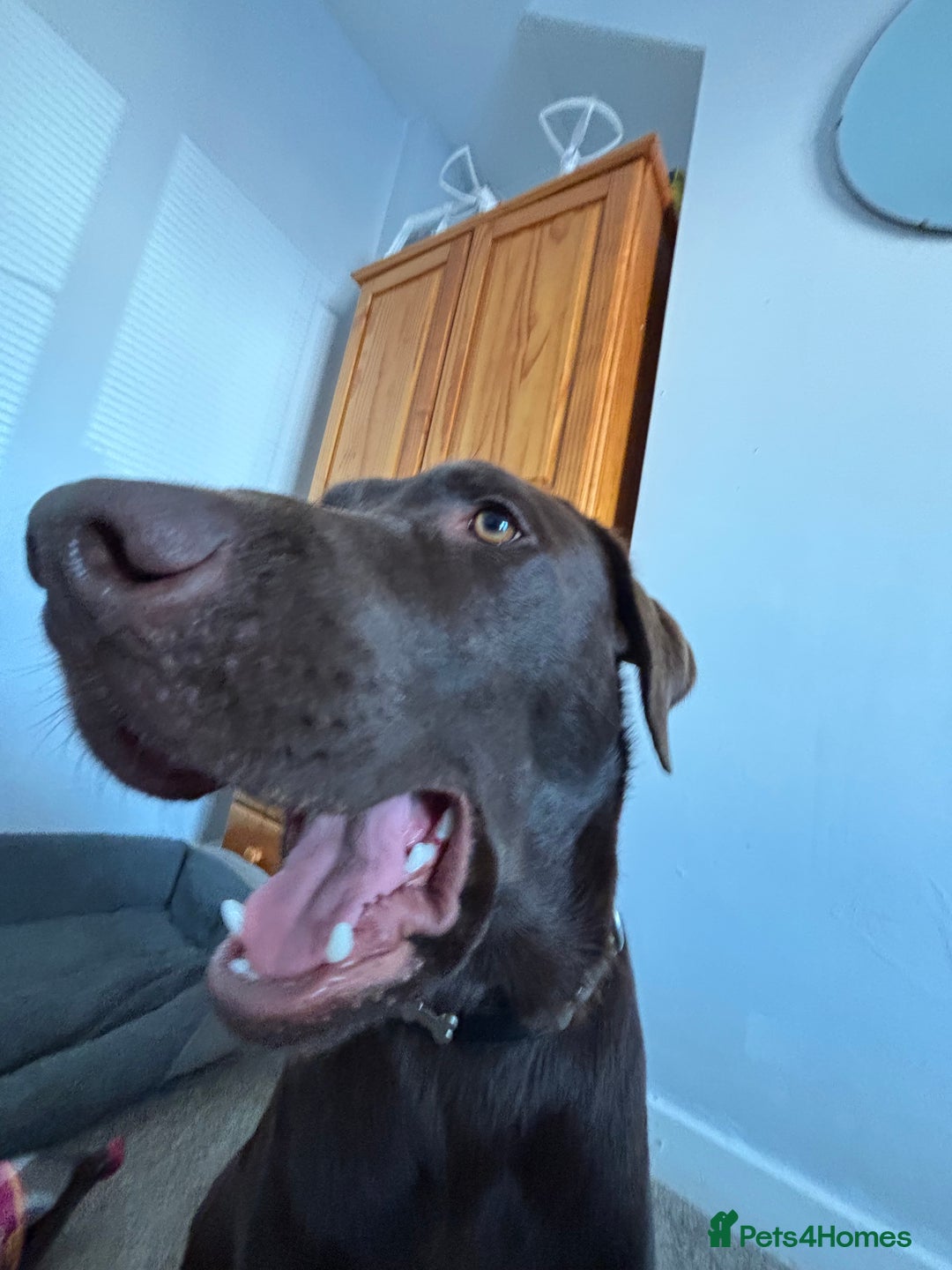 Mixed Breed dogs for sale: Flake 2 year old lab cross - Image 2