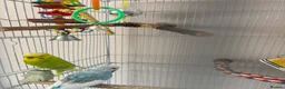 Budgerigars birds for sale: Male budgies  in Yeovil - Advert 3