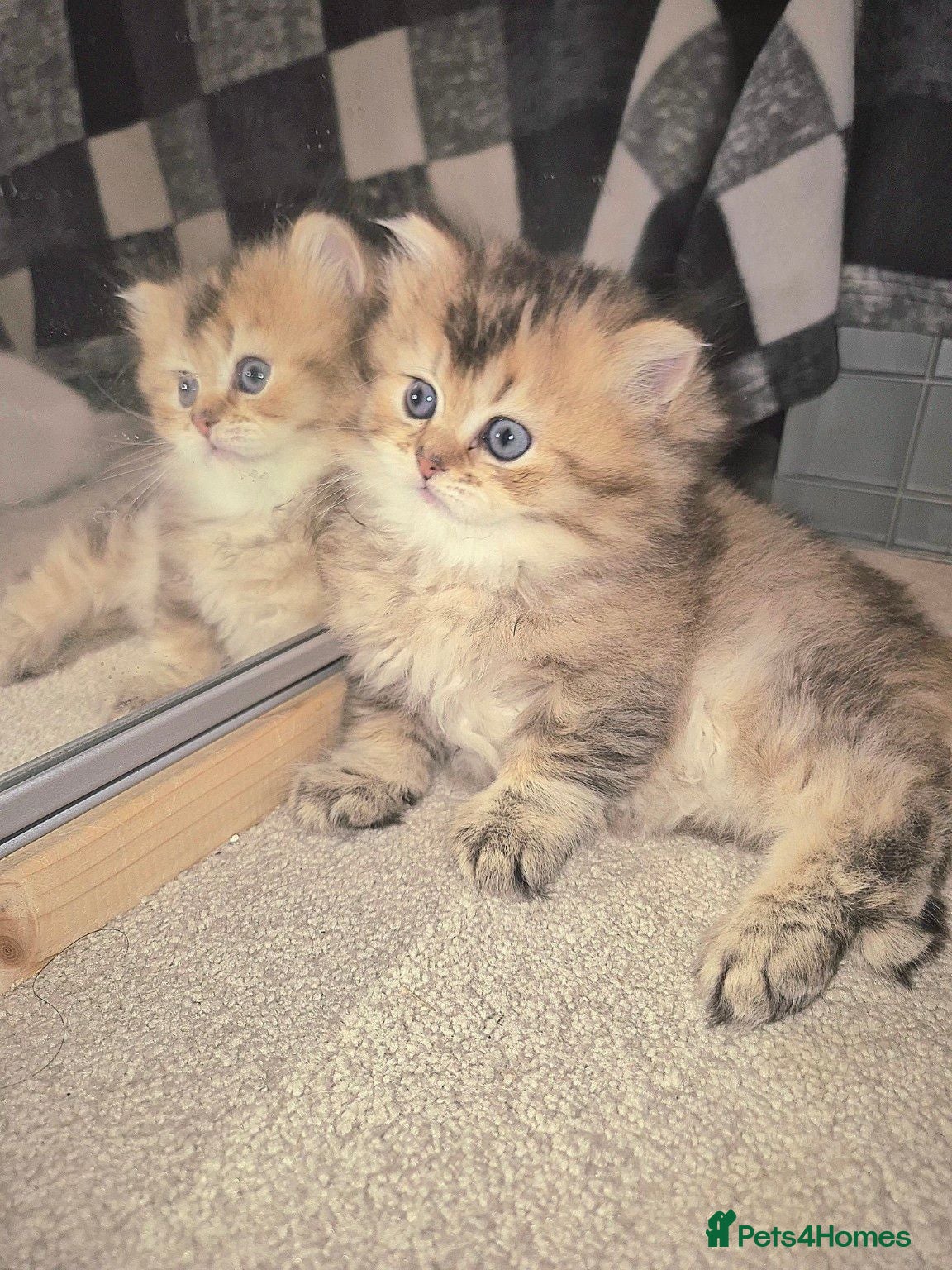 British Longhair cats British Longhair & Shorthair kittens - Advert 10