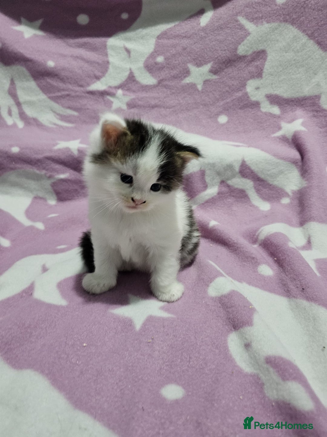 Maine Coon cats for sale: 4 stunning kittens  - Advert 5