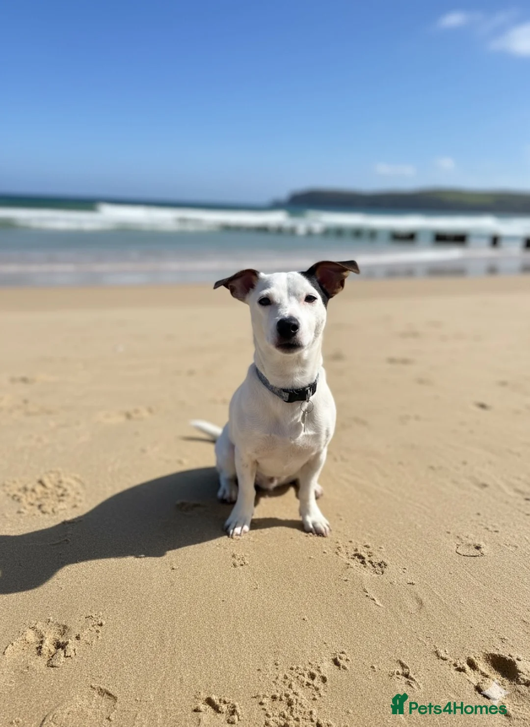 Jack Russell dogs for stud: JackRussell – 1.7 Old, Proven & Healthy in Maidstone - Advert 2