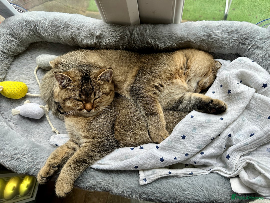 Scottish Fold cats for sale: Scottish fold girl - Advert 3