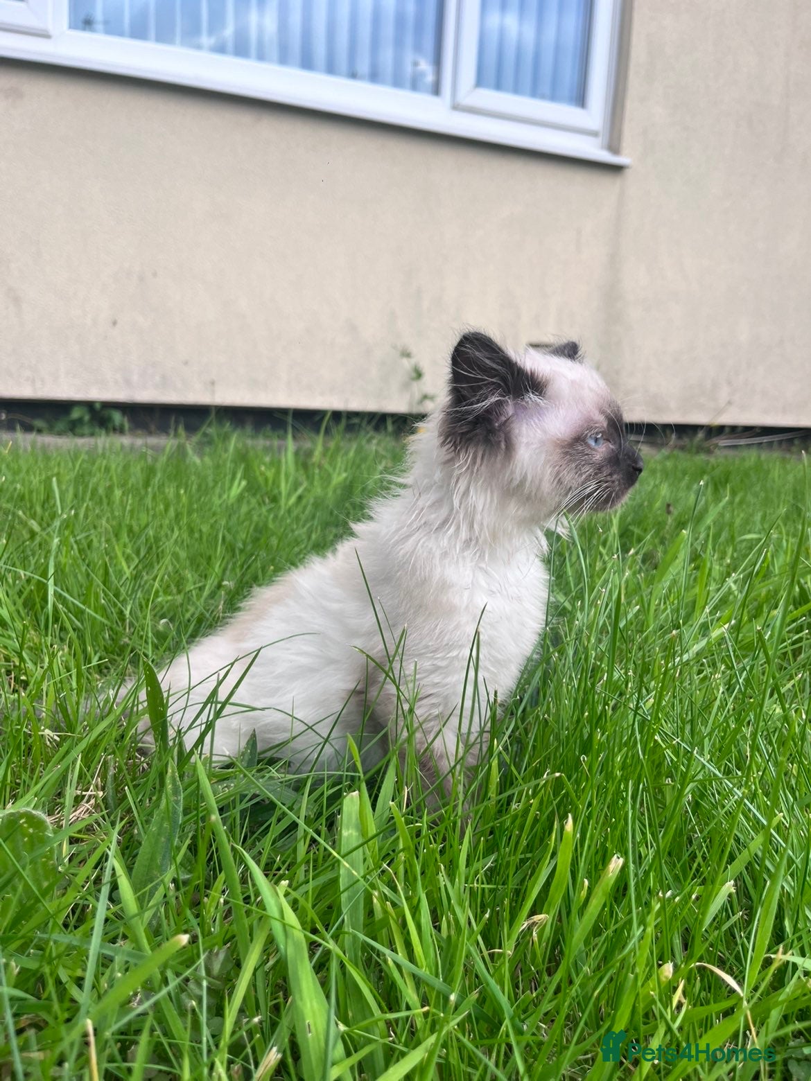 Ragdoll cats for sale: Beautiful kitten - Advert 1