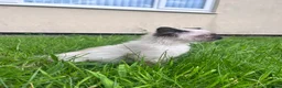 Ragdoll cats for sale: Beautiful kitten - Advert 1