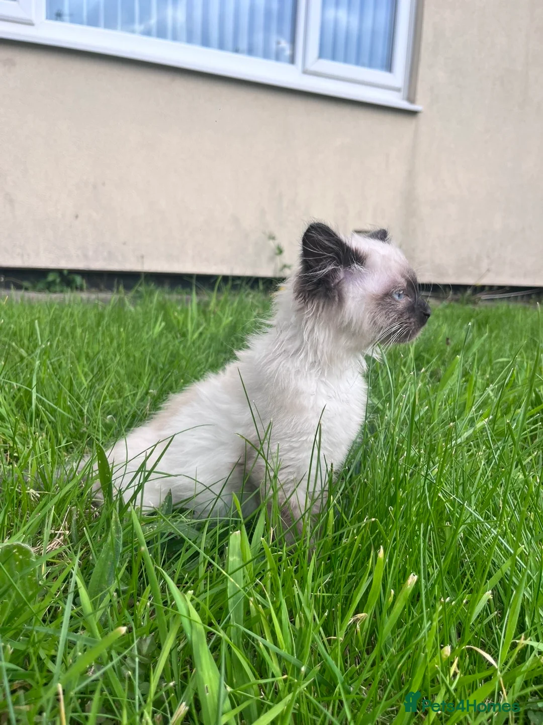 Ragdoll cats for sale: Beautiful kitten - Advert 1