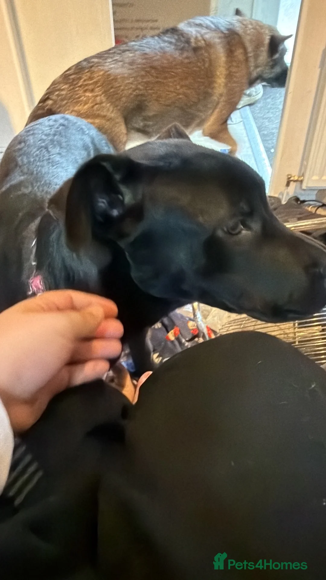 Sheprador dogs for sale: Puppy for sale - Advert 6
