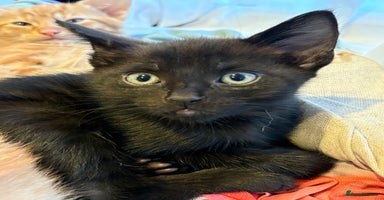 Mixed Breed cats - Advert 16