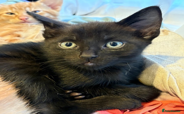 Mixed Breed cats - Advert 1
