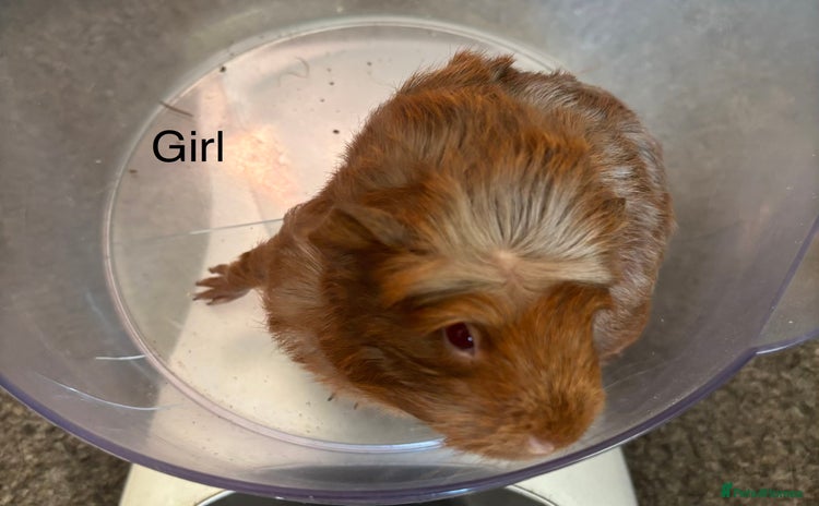 Guinea Pig rodents - Advert 10