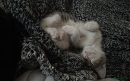 Mixed Breed cats for sale: Pearl 🫧 - Image 23