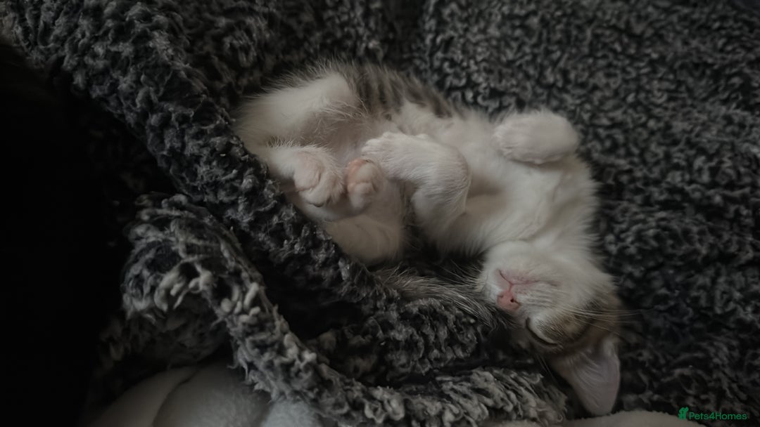 Mixed Breed cats for sale: Pearl 🫧 - Image 23